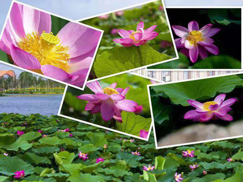 ���ô�pc����(�й���)���޹�˾����